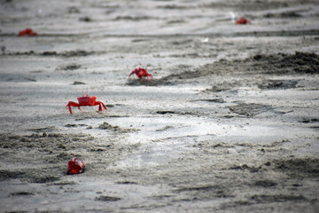 Red Crab on Cox's Bazar Beach, Bangladesh. A vibrant red crab crawling on the sandy beach of...