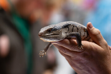 Close-up of a Blue-tongued Skink (Tiliqua scincoides) being held in a human hand. Exotic pet lizard portrait with blurred background.