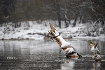 Obraz premium Vistula river in winter