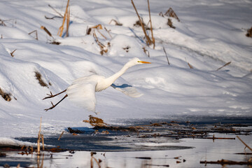 Fototapeta premium Great egret in flight in winter