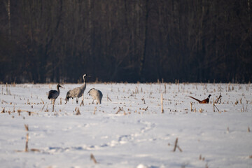 Obraz premium Group of Common Cranes (Grus grus) standing in a snowy field