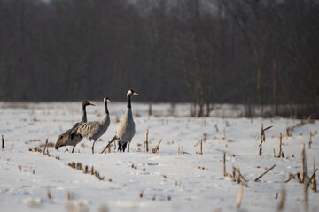 Obraz premium Group of Common Cranes (Grus grus) standing in a snowy field