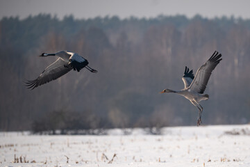 Obraz premium Two Common Cranes (Grus grus) taking flight over a snowy winter field.