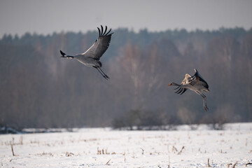 Obraz premium Two Common Cranes (Grus grus) taking flight over a snowy winter field.