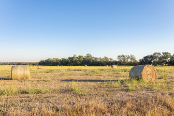 Large round hay bale in a rural field at golden hour, surrounded by green grass and distant bales. Warm natural light highlights textures, agriculture, farming, and peaceful countryside life. © momentsphotography