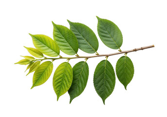 Obraz premium Fresh green leaves on a branch isolated on transparent background
