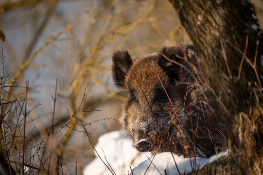Wild boar in the forest in winter