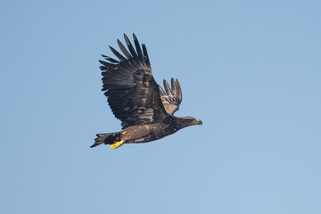 Obraz premium White-tailed Eagle (Haliaeetus albicilla) soaring in a clear blue sky.