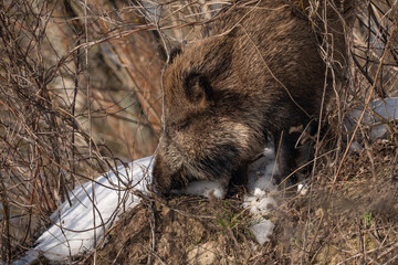 Wild boar in the forest in winter