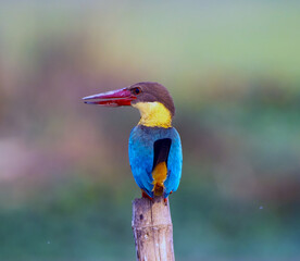 Common Kingfisher Perched on Wooden Post with Colorful Plumage