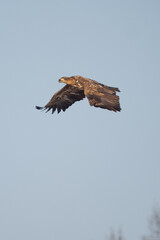 Obraz premium White-tailed Eagle (Haliaeetus albicilla) soaring in a clear blue sky.