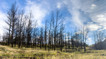 Obraz premium Burnt trees after wildfire in Attica woodland under cloudy blue sky, Greece. Charred trunks over dry grass and low hills