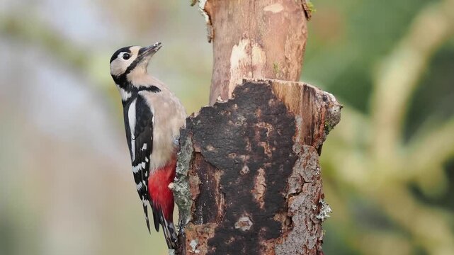 Buntspecht, Great Spotted Woodpecker
