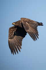 Obraz premium White-tailed Eagle (Haliaeetus albicilla) soaring in a clear blue sky.