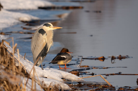 A grey heron standing in a pond in winter