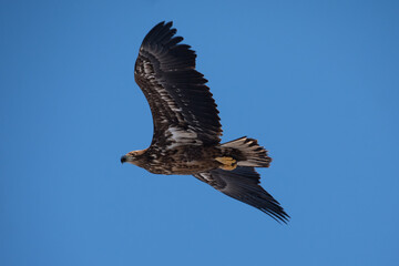 Obraz premium A white-tailed eagle in flight against a blue sky