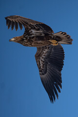 Obraz premium A white-tailed eagle in flight against a blue sky