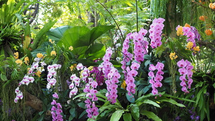 Obraz premium Pink orchid flowers blooming in tropical garden with soft natural light. Vibrant floral background, exotic orchid plant, romantic and elegant nature scene with green foliage.