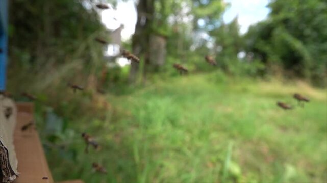 Honigbiene, Honeybee, Apis mellifera
