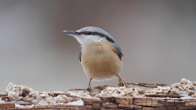 Kleiber (Sitta europaea)
