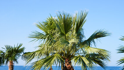 Obraz premium Palm trees against clear blue sky and ocean background in tropical setting