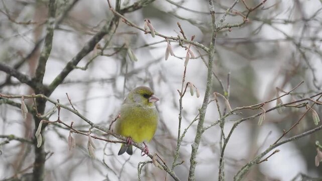 Gr&uuml;nfink, Chloris chloris
