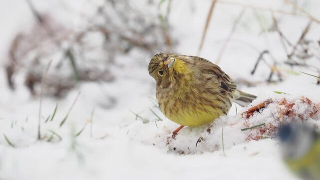 Goldammer, Yellowhammer, Emberiza citrinella

