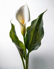 Elegant calla lily (Zantedeschia) displayed on a clean, shadow-free white background, emphasizing its smooth curves, pure form, and timeless, modern beauty.