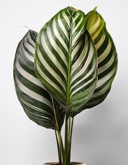 Decorative Calathea plant presented on a clean, shadow-free white background, highlighting its richly patterned leaves, elegant shapes, and refined tropical appearance.