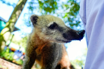 Obraz premium Wild Coati in Iguazu falls walking between the tourist