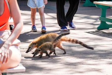 Obraz premium Wild Coati mother and baby in Iguazu falls walking between the tourist