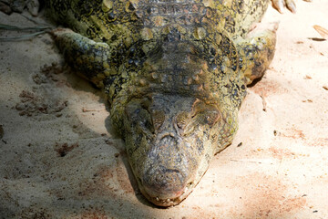 Obraz premium brazilian rainforest caiman close up