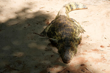 Obraz premium brazilian rainforest caiman close up