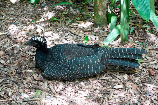 Jacutinga Yacutinga black fronted piping guan in brazilian rainforest