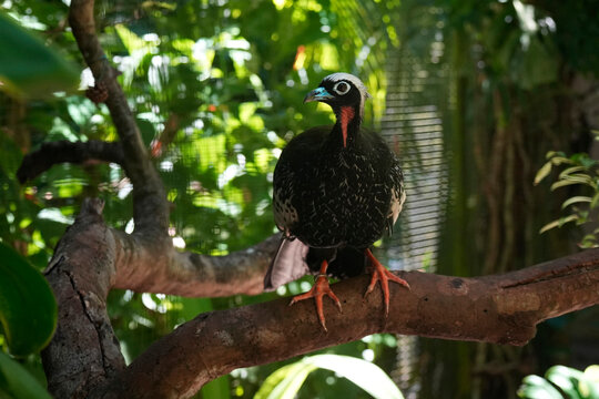 Jacutinga Yacutinga black fronted piping guan in brazilian rainforest