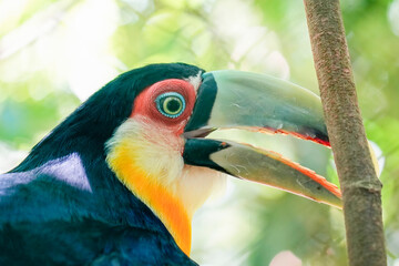 Obraz premium rainforest tucan bird close up