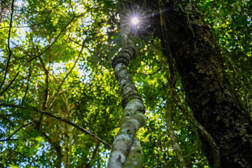 Fototapeta premium vine bush rope in rainforest
