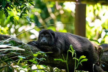 Obraz premium Howler Rainforest Alouatta black male monkey resting