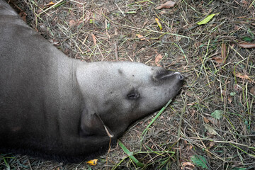 Obraz premium rainforest tapir resting on the ground