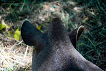 Obraz premium rainforest tapir resting on the ground