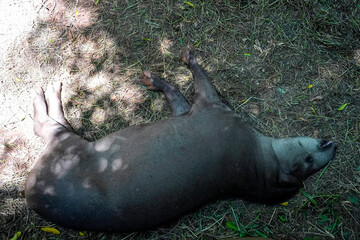 Obraz premium rainforest tapir resting on the ground
