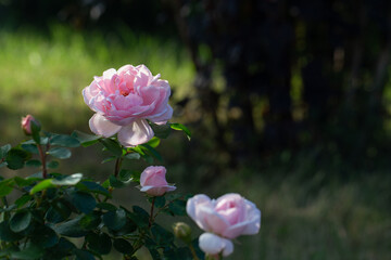 Pink garden rose flower with soft green background and copy space.