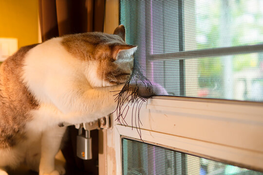 tabby cat attempts to sneak outside after biting and destroying the mosquito net at the door of the house .(Series of images)