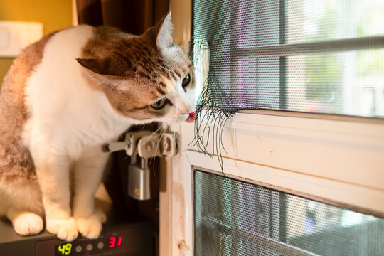 tabby cat is biting and destroying the mosquito net at the door of the house. (Series of images)