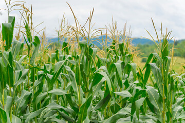 Obraz premium lush green corn-maize crop thrives , capturing the essence of organic agriculture and nature's growth on a fertile farm field