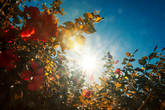 Hibiscus stalks blooming profusely on a sunny, clear day.
