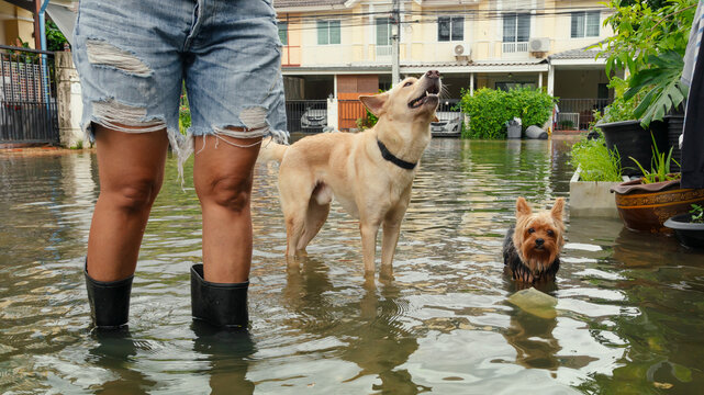 woman and her dog walk through floodwaters in a city with poor drainage during the rainy season.