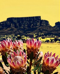 Vibrant Pink Protea Flowers Against a Yellow Desert Landscape with Table Mountain in South Africa