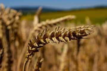 Close up of ripe wheat ear in golden field before harvest