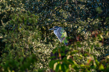Great Blue Heron tucked in the Trees